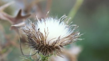 Kuru çiçek thistle çiçek