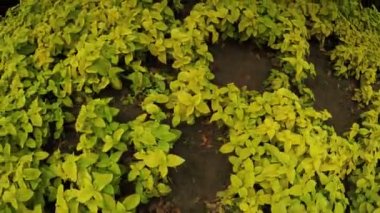 Çiçek bahçesinde Şehir Parkı