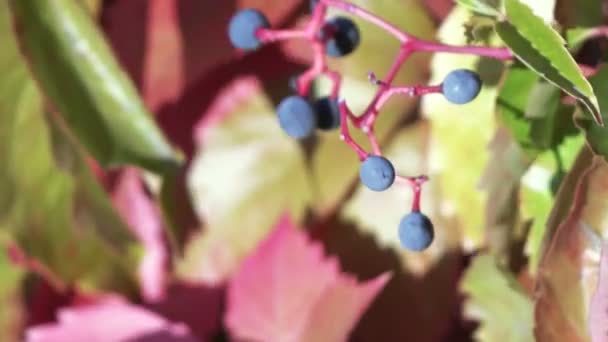 Ripe grapes in autumn — Stock Video