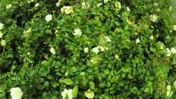 Rosebushes in city park — Stock Video