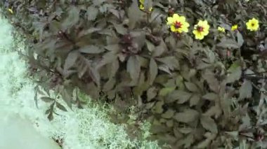 Çiçek bahçesinde Şehir Parkı