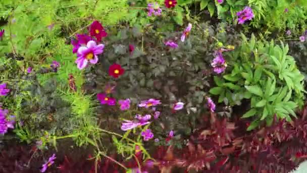 Jardín de flores en parque de la ciudad — Vídeo de stock