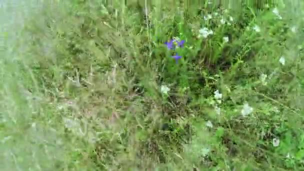 Fleurs sauvages dans le champ — Video