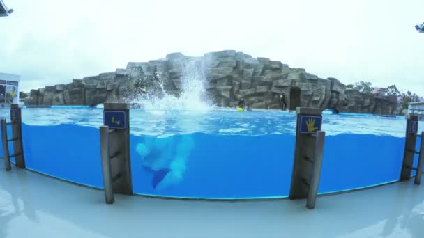 Desempenho dos golfinhos na piscina — Vídeo de Stock