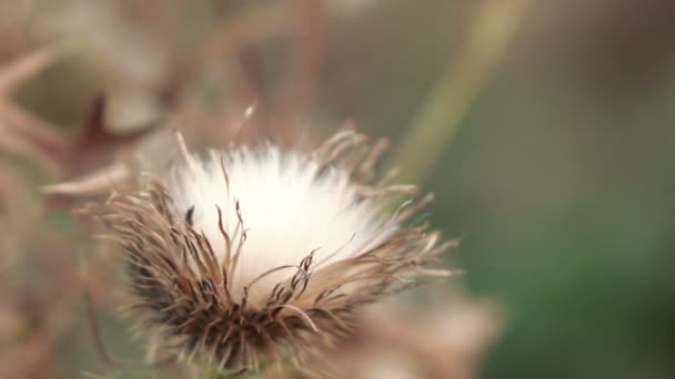 Ξηρό λουλούδι λουλούδι γαϊδουράγκαθο — Αρχείο Βίντεο