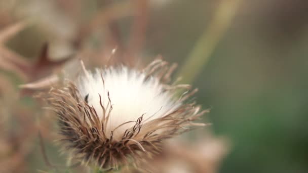 Fiore secco fiore di cardo — Video Stock