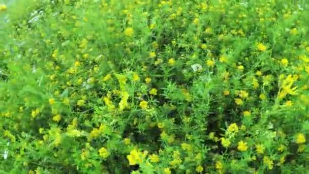 Wilde bloemen in veld — Stockvideo