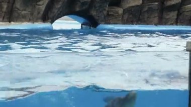 Yunus performans Havuzu