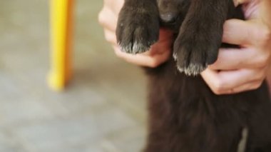 Serseri köpek köpek