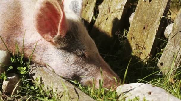 Cerdo en la naturaleza — Vídeos de Stock