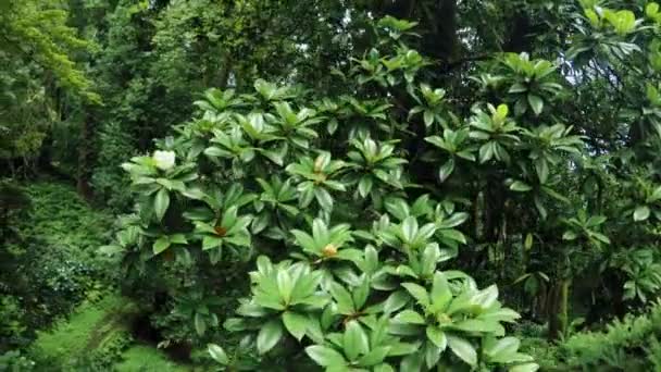 Magnolia árbol en el parque — Vídeos de Stock