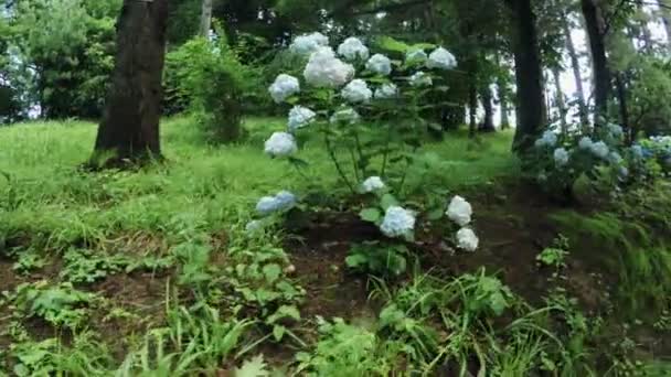 Hortensia drzewa w ogrodzie botanicznym — Wideo stockowe