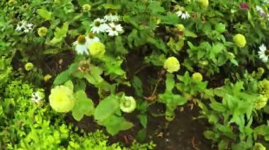 Çiçek bahçesinde Şehir Parkı