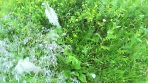 Fleurs sauvages dans le champ — Video
