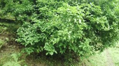 Olgunlaşmamış limon ağaçları