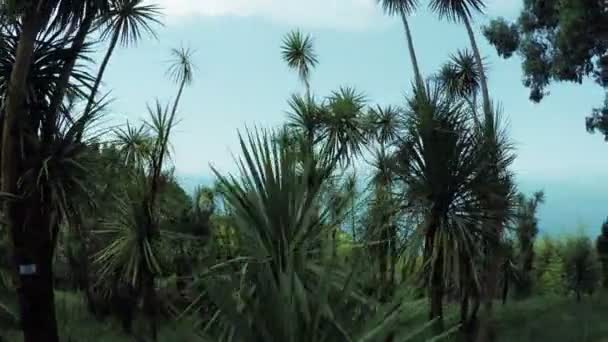 Пальмы на морском фоне — стоковое видео