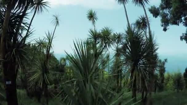 Palme sul fondo del mare — Video Stock