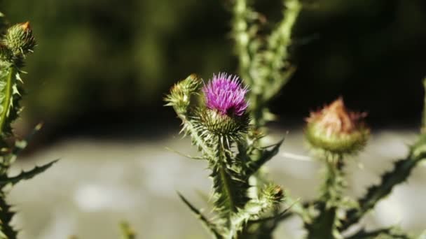 On riverbank Thistle — Stock Video