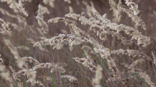 Колоски трави — стокове відео