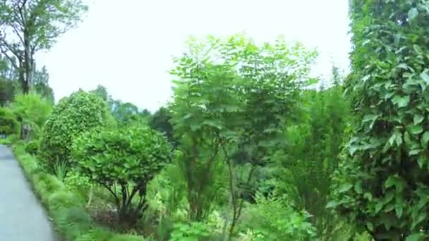 Elaeagnus umbellata en el parque — Vídeo de stock