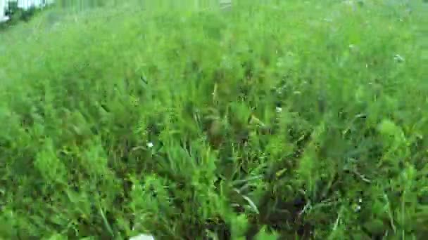 Wildblumen im Feld — Stockvideo