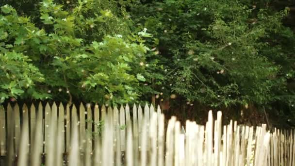 Hive bees behind fence — Stock Video