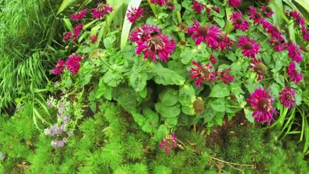 Abejorros en las flores — Vídeos de Stock