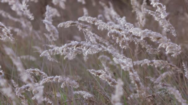 Spicchetti di erba — Video Stock