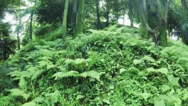 Fougère dans le parc 