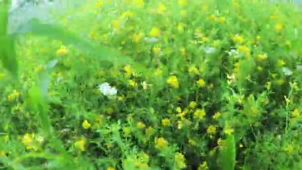 Vilda blommor i fältet — Stockvideo