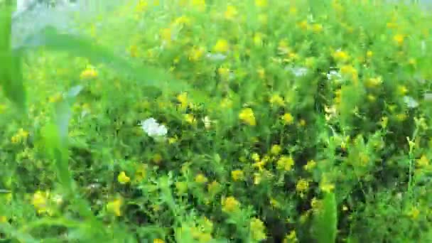 Fleurs sauvages dans le champ 