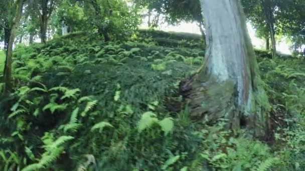 Fougère dans le parc 