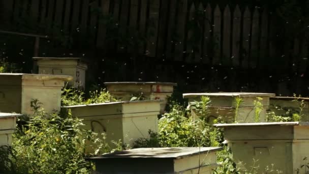 Colmena abejas detrás de valla — Vídeo de stock