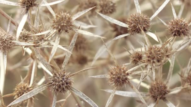 Fiore secco fiore di cardo — Video Stock