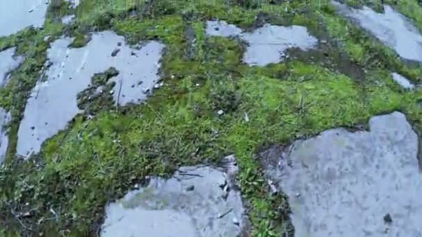 Placas estrada com grama brotada — Vídeo de Stock