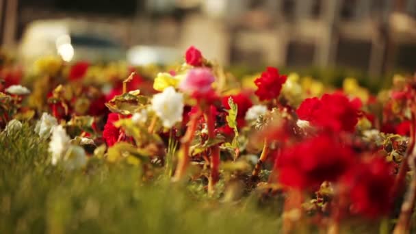Ciudad tráfico detrás de macizos de flores — Vídeo de stock