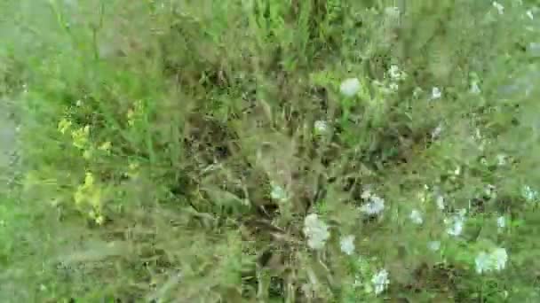 Fleurs sauvages dans le champ — Video