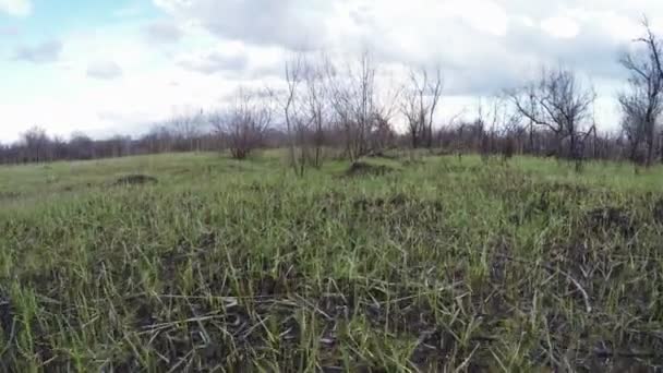Трава на месте пожара — стоковое видео
