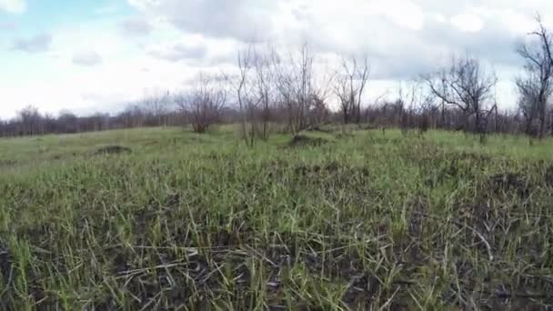 Herbe sur la scène du feu — Video