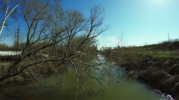 Árbol sobre río — Vídeo de stock