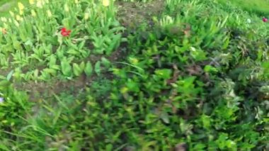 Bahçe çiçek lahanası