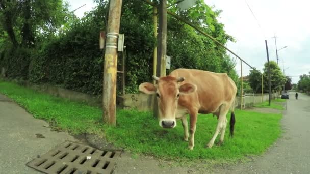 Vaca en calle de la ciudad — Vídeos de Stock