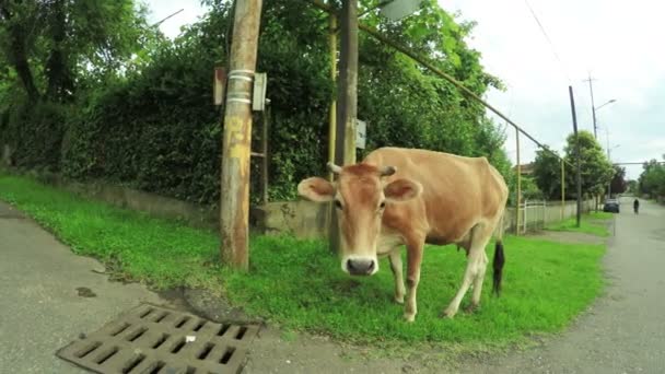 Vache dans la rue de la ville 