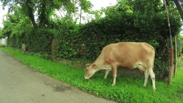 Koe op stad straat — Stockvideo