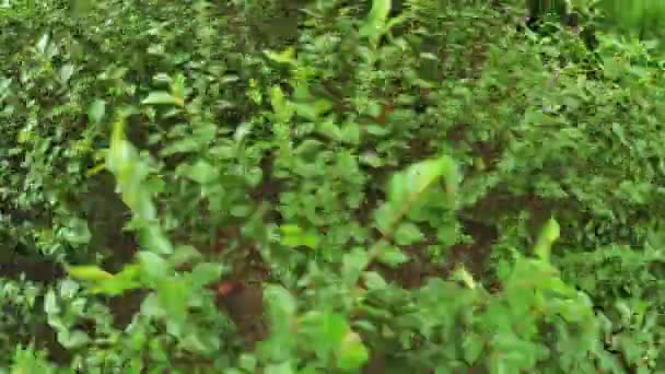 Jardin de fleurs dans le parc municipal — Video