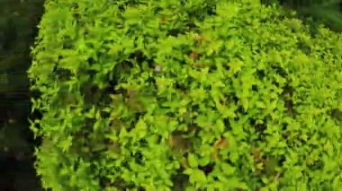 Çiçek bahçesinde Şehir Parkı