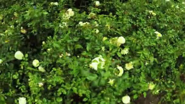 Rosebushes in stadspark — Stockvideo