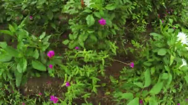 Jardin de fleurs dans le parc municipal — Video