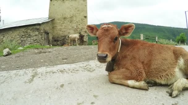 Vaca en calle de la ciudad — Vídeo de stock