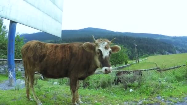 Cow on city street — Stock Video